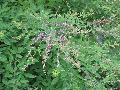 Little Buddy Lespedeza / Lespedeza bicolor 